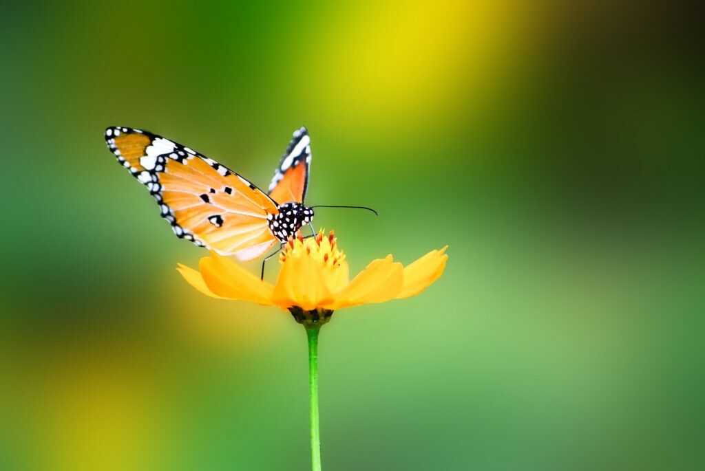 Los colores en feng shui